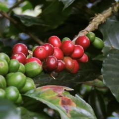 Качественное сырье